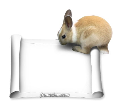 rabbit image frame