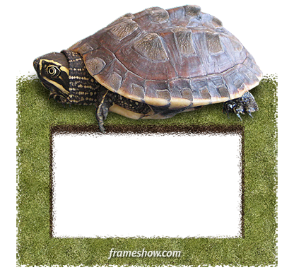 turtle picture frame